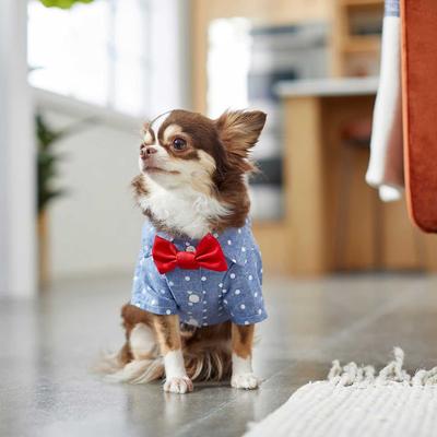 Show full view: Frisco Polka Dot Chambray Dog & Cat Button Up Shirt, Medium slide 8 of 11
