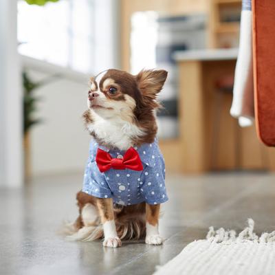 Show full view: Frisco Polka Dot Chambray Dog & Cat Button Up Shirt, XXX-Large slide 7 of 9