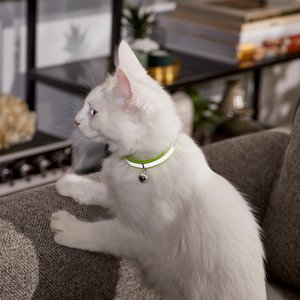 Frisco Polyester Personalized Reflective Cat Collar with Bell, Lime Green, 8 to 12-in neck, 3/8-in wide