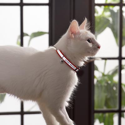 Show full view: Frisco Polyester Personalized Reflective Cat Collar with Bell, Orange, 8 to 12-in neck, 3/8-in wide slide 6 of 8