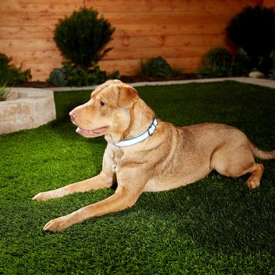 Show full view: Frisco Polyester Personalized Reflective Dog Collar, Blue, XS - Neck: 8 -12-in, Width: 5/8-in slide 6 of 7