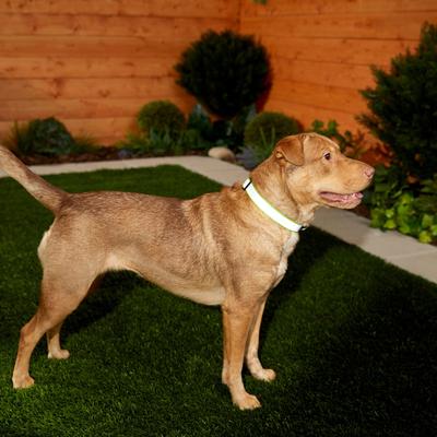 Show full view: Frisco Polyester Personalized Reflective Dog Collar, Lime, Medium - Neck: 14 - 20-in, Width: 3/4-in slide 6 of 7