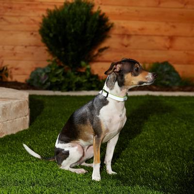 Show full view: Frisco Polyester Personalized Reflective Dog Collar, Lime, XS - Neck: 8 -12-in, Width: 5/8-in slide 6 of 7