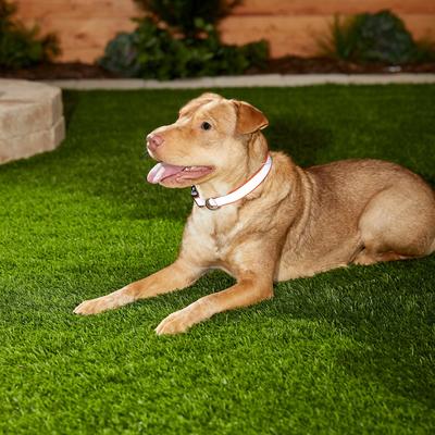 Show full view: Frisco Polyester Personalized Reflective Dog Collar, Orange, Medium - Neck: 14 - 20-in, Width: 3/4-in slide 6 of 7