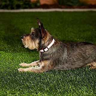 Frisco Polyester Personalized Reflective Dog Collar, Orange, S - Neck: 10-14-in, Width: 5/8-in slide 6 of 6