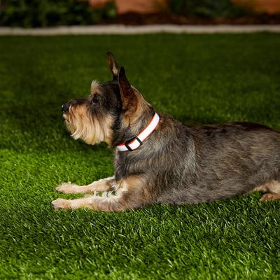 Show full view: Frisco Polyester Personalized Reflective Dog Collar, Orange, S - Neck: 10-14-in, Width: 5/8-in slide 6 of 7