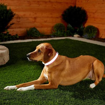 Show full view: Frisco Polyester Personalized Reflective Dog Collar, Pink, Large - Neck: 18 - 26-in, Width: 1-in slide 6 of 7