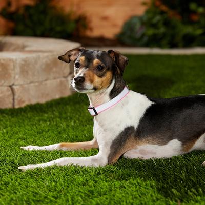 Show full view: Frisco Polyester Personalized Reflective Dog Collar, Pink, XS - Neck: 8 -12-in, Width: 5/8-in slide 6 of 7