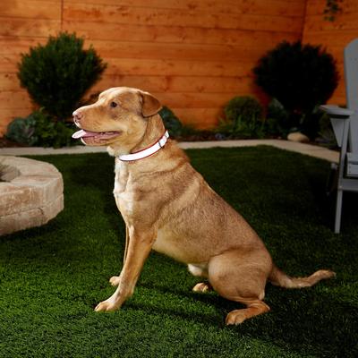 Show full view: Frisco Polyester Personalized Reflective Dog Collar, Red, Medium - Neck: 14 - 20-in, Width: 3/4-in slide 6 of 7