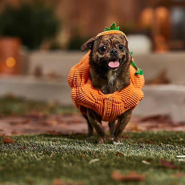 Frisco Pumpkin Ball Dog & Cat Costume