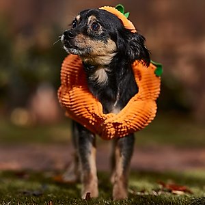 Frisco Pumpkin Ball Dog & Cat Costume, Small