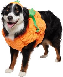 Frisco Pumpkin Ball Dog & Cat Costume, X-Large