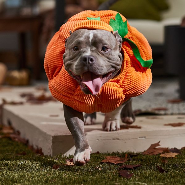 Frisco Pumpkin Ball Dog & Cat Costume