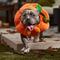 Show in main carousel: Frisco Pumpkin Ball Dog & Cat Costume, X-Large slide 6 of 8