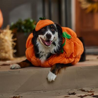 Show full view: Frisco Pumpkin Ball Dog & Cat Costume, XX-Large slide 6 of 7