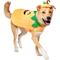 Show in main carousel: Frisco Pumpkin Dog & Cat Costume, XXX-Large slide 1 of 9