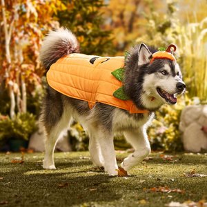 Frisco Pumpkin Dog & Cat Costume, XXX-Large