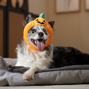 Frisco Pumpkin Dog & Cat Hat Costume, Medium/Large