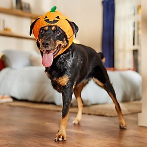 Frisco Pumpkin Dog & Cat Hat Costume, X-Large/XX-Large