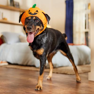 Show full view: Frisco Pumpkin Dog & Cat Hat Costume, X-Large/XX-Large slide 6 of 9