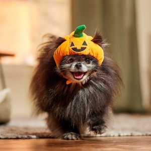 Frisco Pumpkin Dog & Cat Hat Costume, X-Small/Small