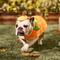 Show in main carousel: Frisco Pumpkin Jack O' Lantern Dog & Cat Costume, Large slide 7 of 9