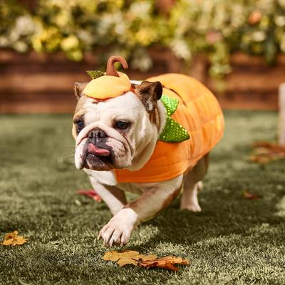 Show full view: Frisco Pumpkin Jack O' Lantern Dog & Cat Costume, Large slide 7 of 9