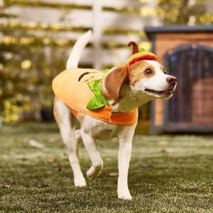 Frisco Pumpkin Jack O' Lantern Dog & Cat Costume, Medium