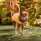 Show in main carousel: Frisco Pumpkin Jack O' Lantern Dog & Cat Costume, X-Large slide 7 of 9