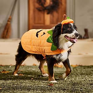Frisco Pumpkin Jack O' Lantern Dog & Cat Costume, XX-Large