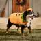 Show in main carousel: Frisco Pumpkin Jack O' Lantern Dog & Cat Costume, XX-Large slide 7 of 9