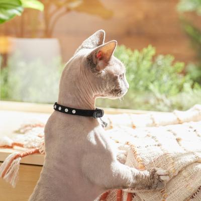 Show full view: Frisco Punk Velvet Cat Collar, Black, 8 to 12-in neck, 3/8-in wide slide 5 of 7