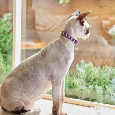 Show full view: Frisco Punk Velvet Cat Collar, Purple, 8 to 12-in neck, 3/8-in wide slide 4 of 6