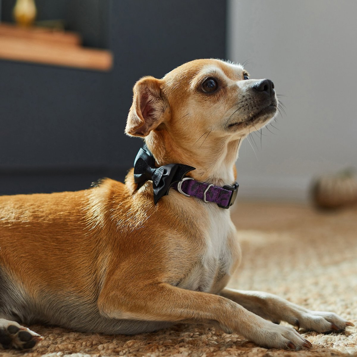 Frisco Bat Wing Dog Harness