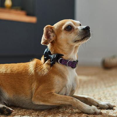 Show full view: Frisco Purple Bat Wing Dog Collar with Wings, X-Small slide 7 of 9