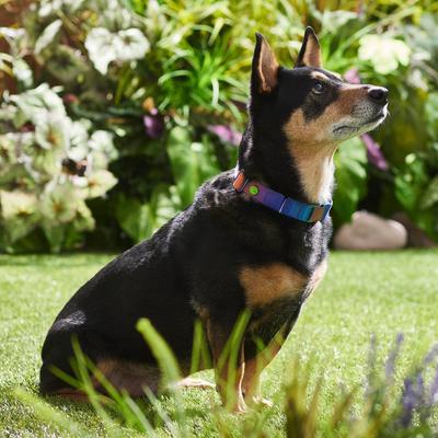 Show full view: Frisco Purple Ombre Style Dog Collar, MD - Neck: 14 – 20-in, Width: 3/4-in slide 4 of 6