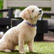 Show in main carousel: Frisco Purple Ombre Style Dog Collar, SM - Neck: 10 – 14-in, Width: 5/8-in slide 4 of 6