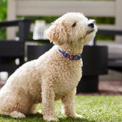 Show full view: Frisco Purple Ombre Style Dog Collar, SM - Neck: 10 – 14-in, Width: 5/8-in slide 5 of 7