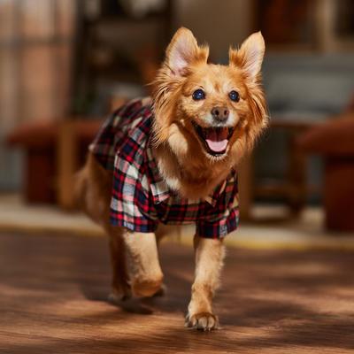 Show full view: Frisco Red & Blue Plaid Dog & Cat Flannel Shirt, Large slide 7 of 9