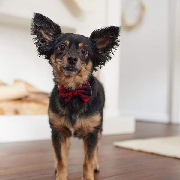 Frisco Red Buffalo Plaid Dog & Cat Bow Tie