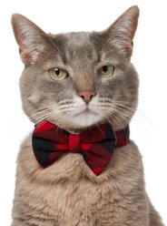 Frisco Red Buffalo Plaid Dog & Cat Bow Tie, X-Small/Small