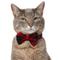 Show in main carousel: Frisco Red Buffalo Plaid Dog & Cat Bow Tie, X-Small/Small slide 1 of 9
