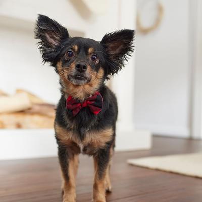 Show full view: Frisco Red Buffalo Plaid Dog & Cat Bow Tie, X-Small/Small slide 6 of 9