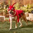 Show in main carousel: Frisco Red Lobster Dog & Cat Costume, XX-Large slide 6 of 8
