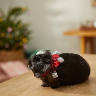 Show full view: Frisco Red Plaid Guinea Pig Ruffle Collar with Pom Poms, Multi Color slide 5 of 7