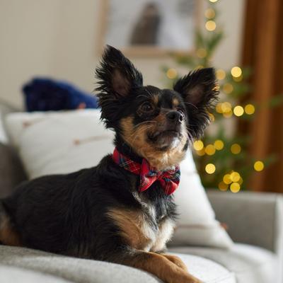 Show full view: Frisco Red/Green Plaid Dog & Cat Bow Tie, Medium/Large slide 5 of 8