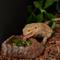 Show in main carousel: Frisco Reptile Waterer and Feeding Corner Rock Bowl, Brown slide 3 of 4