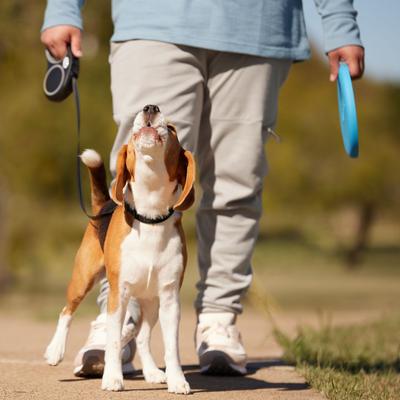 Show full view: Frisco Retractable Dog Leash, Black, Medium: 16-ft long, 7/16-in wide, 1 count slide 7 of 10