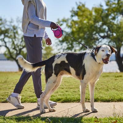 Show full view: Frisco Retractable Dog Leash, Pink, Large: 16-ft long, 9/16-in wide, 1 count slide 6 of 9
