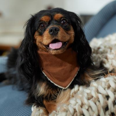 Show full view: Frisco Reversible Cozy Knit Faux Fur Dog & Cat Pullover Bandana, Medium/Large slide 7 of 10